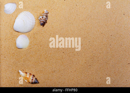 Muscheln an einem Sandstrand. Stockfoto