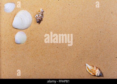 Muscheln an einem Sandstrand. Stockfoto