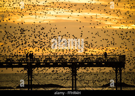 Aberystwyth, Wales, UK. 14. Februar 2016 UK Wetter: Vogelbeobachter und Fotografen sind umgeben von einem Schwarm von Tausenden von winzigen Stare wie sie in riesigen "Murmurations" über dem Meer-Pier zu fliegen, wie die Sonne über Cardigan Bay bei Aberystwyth an der Westküste von Wales.  Die Vögel Schlafplatz an den gusseisernen Beinen des viktorianischen Pier, einer der wenigen städtischen Quartiere in der UK-Photo Credit: Keith Morris / Alamy Live News Stockfoto