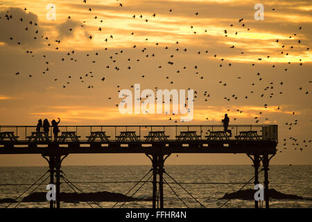 Aberystwyth, Wales, UK. 14. Februar 2016 UK Wetter: Vogelbeobachter und Fotografen sind umgeben von einem Schwarm von Tausenden von winzigen Stare wie sie in riesigen "Murmurations" über dem Meer-Pier zu fliegen, wie die Sonne über Cardigan Bay bei Aberystwyth an der Westküste von Wales.  Die Vögel Schlafplatz an den gusseisernen Beinen des viktorianischen Pier, einer der wenigen städtischen Quartiere in der UK-Photo Credit: Keith Morris / Alamy Live News Stockfoto