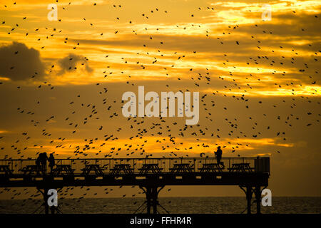 Aberystwyth, Wales, UK. 14. Februar 2016 UK Wetter: Vogelbeobachter und Fotografen sind umgeben von einem Schwarm von Tausenden von winzigen Stare wie sie in riesigen "Murmurations" über dem Meer-Pier zu fliegen, wie die Sonne über Cardigan Bay bei Aberystwyth an der Westküste von Wales.  Die Vögel Schlafplatz an den gusseisernen Beinen des viktorianischen Pier, einer der wenigen städtischen Quartiere in der UK-Photo Credit: Keith Morris / Alamy Live News Stockfoto