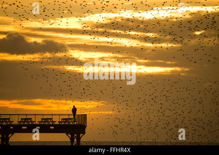 Aberystwyth, Wales, UK. 14. Februar 2016 UK Wetter: Vogelbeobachter und Fotografen sind umgeben von einem Schwarm von Tausenden von winzigen Stare wie sie in riesigen "Murmurations" über dem Meer-Pier zu fliegen, wie die Sonne über Cardigan Bay bei Aberystwyth an der Westküste von Wales.  Die Vögel Schlafplatz an den gusseisernen Beinen des viktorianischen Pier, einer der wenigen städtischen Quartiere in der UK-Photo Credit: Keith Morris / Alamy Live News Stockfoto