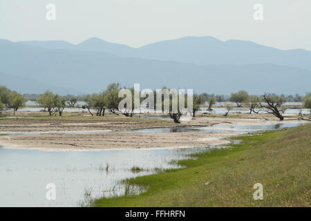 Überschwemmten Waldlandschaft am See Kerkini in Nordgriechenland Stockfoto