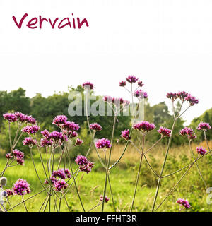 Verbena Bonariensis (Purpletop oder Clustertop Eisenkraut). Schütze vor Verzauberung, wenn ein Vampir Kräfte gegen Sie verwendet wird Stockfoto