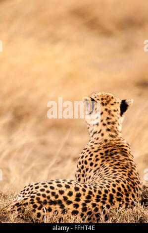 Rückansicht des ein Erwachsener Cheetah, Acinonyx Jubatus, liegend, auf der Suche nach Beute, Masai Mara National Reserve, Kenia, Afrika Stockfoto