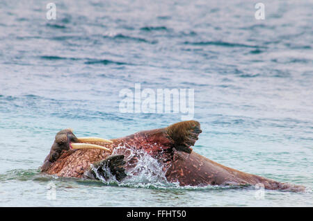 Walross, Odobenus Rosmarus, schwimmen auf seinem Rücken, Spitzbergen, Norwegen Stockfoto