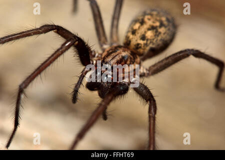 Gemeinsamen Haus Spinne (Tegenaria Domestica). Eine große Spinne in der Familie Agelenidae, aktiv in der Nacht und zeigt große Reißzähne
