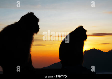 Silhouette eines Affen in den Bergen in der Morgendämmerung. Das Symbol für das neue Jahr 2016. Feuer-Affen. Stock Bild. Stockfoto