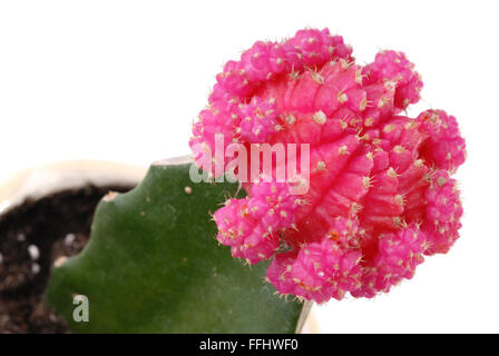 Rosa Blume von Gymnocalycium Kakteen isoliert auf weißem Hintergrund Stockfoto