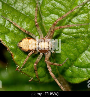 Philodromus dispar Krabbenspinne von oben. Ein attraktiv markierten Spider in der Familie Thomisidae, mit weißem Rand auf Panzer Stockfoto