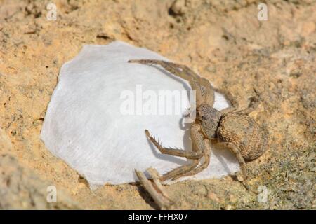 Krabbenspinne auf Ei Sac in Aserbaidschan. Eine Spinne am ehesten schützt in der Familie Thomisidae, seine Ei-Sac ausgesetzt unter einem Stein Stockfoto