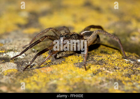 Trochosa Ruricola Wolfspinne auf Stein. Eine männliche Spinne zeigt umfangreiche dunkle Markierungen am Bein ich, in der Familie Lycosidae Stockfoto