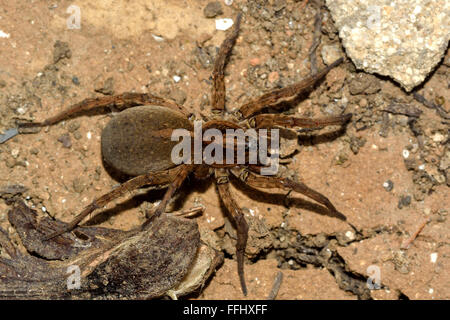 Trochosa Ruricola Wolfspinne weibliche von oben. Eine weibliche Spinne in der Familie Lycosidae, mit einer erweiterten Bauch Stockfoto