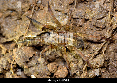 Trochosa Ruricola Wolfspinne männlichen von oben. Eine männliche Spinne zeigt umfangreiche dunkle Markierungen am Bein ich, in der Familie Lycosidae Stockfoto