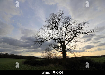 Gemeinsamen Epsom, Surrey, England, UK. 14. Februar 2016. Nach dem Regen passieren dramatische Wolken über einer einsamen Eiche in Ackerland in der Nähe von Epsom Common an einem kalten Tag in Süd-Ost-England. Bildnachweis: Julia Gavin UK/Alamy Live-Nachrichten Stockfoto