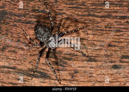 Walnut Orb Weaver (Nuctenea Umbratica) auf Holz. Eine große und flache Kugel weben Spinne in der Familie Araneidae Stockfoto