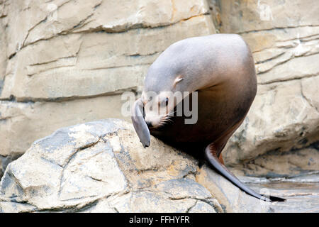 Man merkt den Unterschied zwischen Robben und Seelöwen, weil Seelöwen Ohrmuschel Klappen haben. Erhaltungszustand abhängt Stockfoto