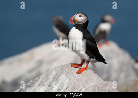 Einsamer vogel Papageitaucher (Fratercula arctica), auch gekennzeichnet als eine gemeinsame Papageitaucher, wacht über sein Nest auf einer Insel im Norden von Maine. Stockfoto