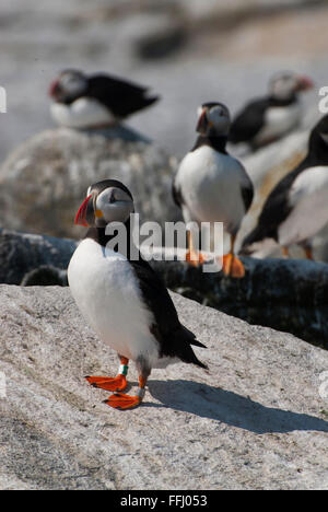 Zwei atlantischen Papageitaucher (Fratercula arctica) stand wache über ihre Nester während der Brutzeit auf einer Insel im Norden von Maine. Stockfoto