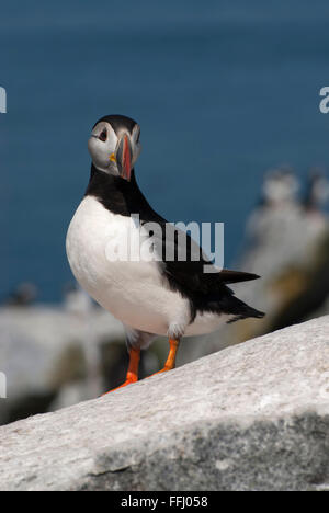 Ein einsamer Papageitaucher steht in der Nähe von seinem Nest auf machias Seal Island während der Brutzeit vor der Küste im Norden von Maine. Stockfoto