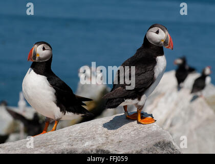 Zwei atlantischen Papageientaucher guarding Nistplatz mit bunten Schnabel um Rock auf machias Seal Island, einem Wildlife Refuge vor der Küste im Norden von Maine. Stockfoto