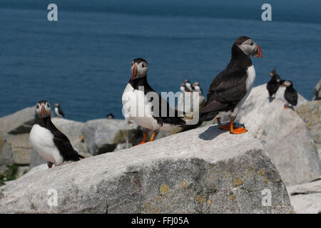 Drei atlantischen Papageientaucher, die gefährdeten Seeküste Vögel sind, bewachen ihren Nistplatz auf einer Insel nahe der Küste von unten nach Osten Maine. Stockfoto