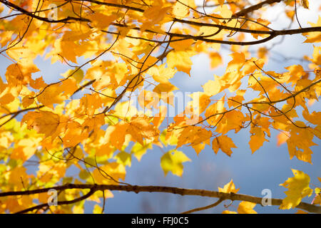 Saisonale Herbstlaub Blackwater State Park in West Virginia. Stockfoto