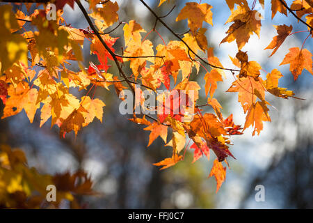 Saisonale Herbstlaub Blackwater State Park in West Virginia. Stockfoto