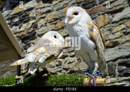 Schleiereulen lateinischen Namen Tyto alba Stockfoto