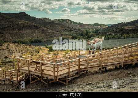 Dinosaurier Baryonyx, Igea, La Rioja, Spanien, Europa Stockfoto