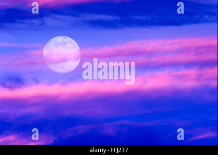 Mond Wolken ist eine weiche schöne Wolkengebilde über einen blauen Himmel mit Silhouette Vogelschwarm fliegt wie ein hellen Vollmond. Stockfoto