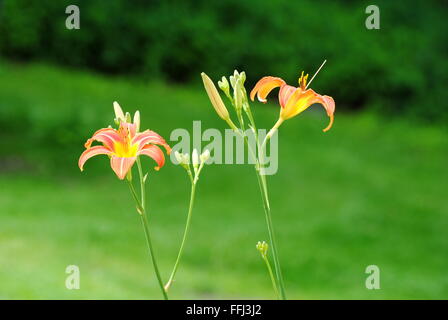 Orange Lilien blühen im Sommer Stockfoto