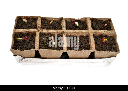 Rote Zwiebeln in Torftöpfe sprießen Stockfoto