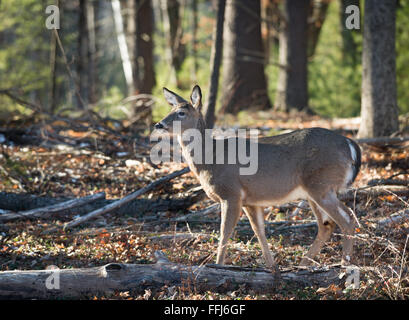 In der Nähe von weißen Schwanz Reh im Wald in Catskill Mountains im Bundesstaat New York im Winter. Stockfoto