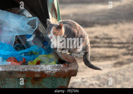 Obdachlose Katzenfutter Aufräumvorgang auf Papierkorb Müllcontainer Stockfoto