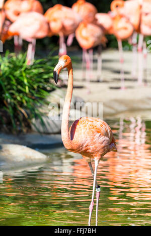 Ein rosa Flamingo zu Fuß durch einen Teich, um ihre Herde beitreten Stockfoto