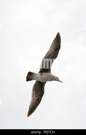 Eine Möwe breitet seine Flügel wie es mühelos durch einen weißen Himmel gleitet Stockfoto