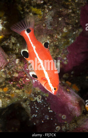 Eine bunte juvenile Sheephead schwimmt in der Nähe von einem schützenden Riff wo sucht sie Zuflucht und Sicherheit vor Fressfeinden. Stockfoto