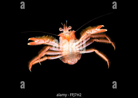 Eine kleine Thunfisch Krabbe von El Nino Strömungen nach Kalifornien gebracht schwimmt in Mitte Wasser starrte auf meine Kamera. Stockfoto