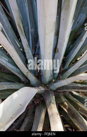 Santa Catarina Minas, Oaxaca, Mexiko - ein Maguey oder Agave, Pflanze, die verwendet wird, um Mezcal machen. Stockfoto