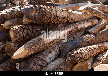 Santa Catarina Minas, Oaxaca, Mexiko - die "Piña" oder Herz oder der Maguey (Agave) Pflanzen außerhalb einer Mezcal-Destillerie. Stockfoto