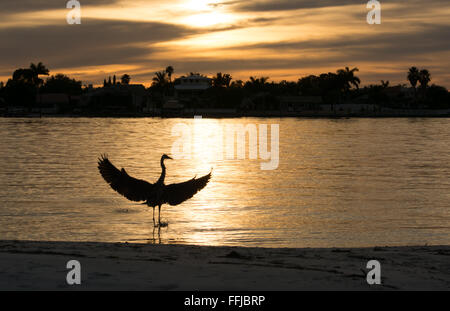 Great Blue Heron Landing im Meer bei Sonnenuntergang Stockfoto