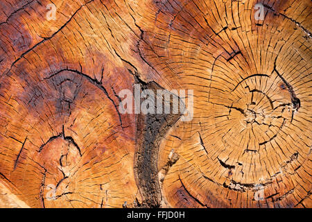 Holzstruktur des ausgeschnittenen Baumstamm Stockfoto