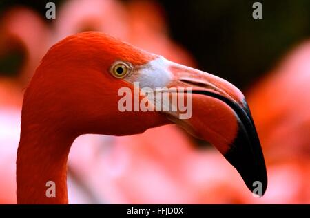 Rosa Flamingo Kopf - Seitenansicht Stockfoto