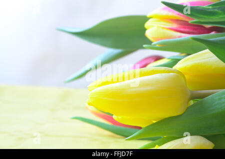 Nahaufnahme, gelbe und rote Feder Tulpen Stockfoto