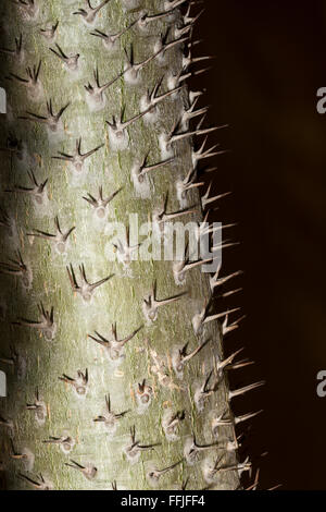 Detail der dornigen Stamm der Pachypodium Lamerei Pflanze. Es ist eine saftige Stängel und kommt von der Insel Madagaskar Stockfoto