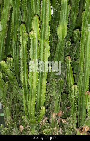 Große Pflanze Euphorbia Ingens. In trockenen Gebieten des südlichen Afrikas heimisch ist im Volksmund als "Kandelaber Baum" bekannt. Seine milchig Stockfoto