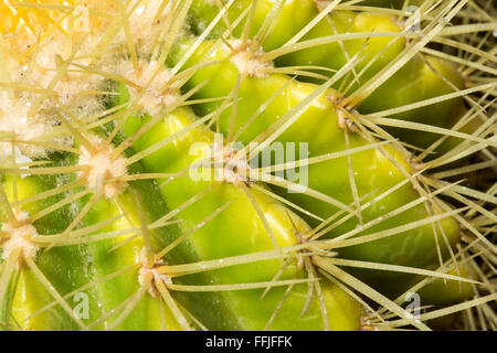 Makro-Details eines Echinocactus Grusonii Kaktus aus Mexiko. Die scharfen Dornen sind lange, gerade oder leicht gebogen, und verschiedene Stockfoto
