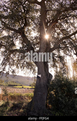 Große Steineiche (Quercus Ilex), in der Nähe von Montblanc, Tarragona, Katalonien, Spanien. Stockfoto