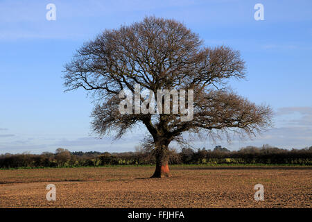 Blattlosen Eiche Baum im Feld im Winter, Shottisham, Suffolk, England, UK Stockfoto